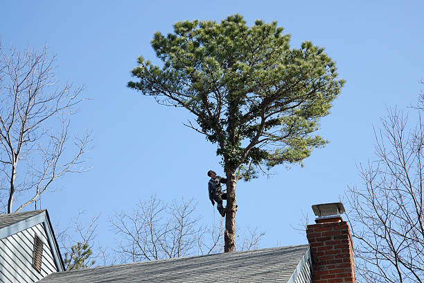 How Our Tree Care Process Works  in  Thornton, IL