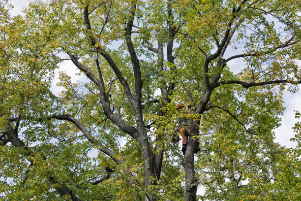 Trusted Thornton, IL Tree Care Experts